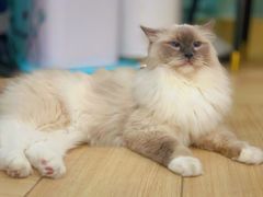 -安格丽娜·狗咖·猫咖羊驼咖(春熙路百盛商场店)