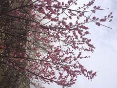 iphone_upload_pic-香雪海
