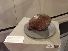 -北京周口店北京人遗址博物馆