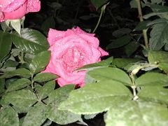 -人民公园(罗湖区)