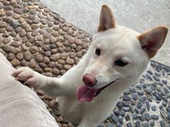 -柴犬高等学院·狗咖·柴犬售卖·宠物训练