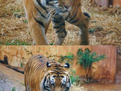 -昆明动物园