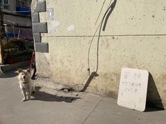 景观位-水丰路鸡蛋饼