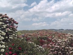 -贵州百里杜鹃风景名胜区