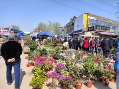 -中环花鸟鱼虫市场