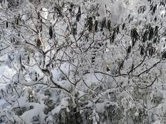 -瓦屋山景区
