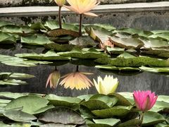 -莲花池公园