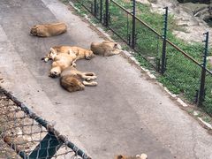 -大连森林动物园