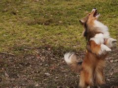 -贡湖湾湿地公园