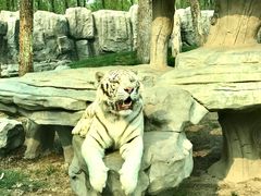 -北京野生动物园