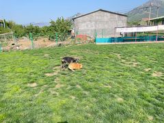-趣玩宠物乐园寄养训犬训狗游泳池