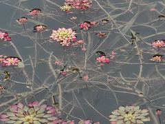 -云溪植物园