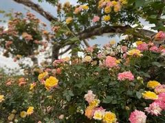 -洪湖湿地生态园