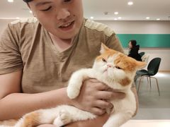 -飞行喵MR PILOT|猫舍·猫咖(静安大融城店)