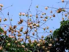 -三圣花乡旅游区