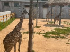 -西霞口神雕山野生动物世界