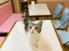 -Sweet cat·星愿猫咖(国贸大厦店)