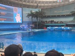 -海合安成都极地海洋公园