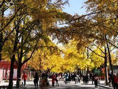-三里屯东五街银杏大道