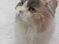 -喵园·猫主题咖啡厅·撸猫·猫咖(国贸店)