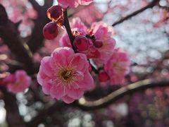 -红梅公园