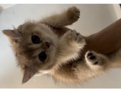 -瑞派福兴宠物医院犬猫全科·骨科·中西医结合(河东店)