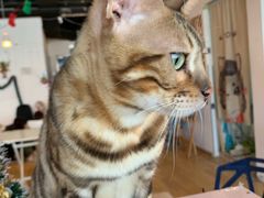 -Cappucimeow猫咪咖啡馆(韦伯时代店)