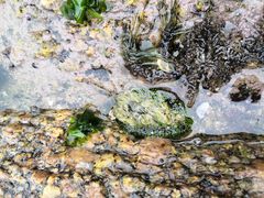 -日照灯塔风景区