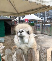 -萌宠亲子动物乐园(槐房万达店)