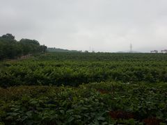 -北京张裕爱斐堡酒庄