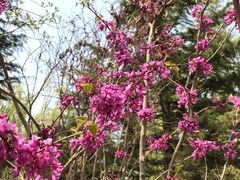 -大兴滨河森林公园