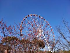 -顾村公园