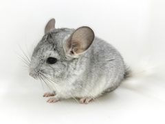 -龙猫仔乐园(惠福东路店)