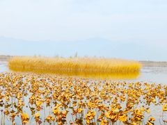 -野鸭湖国家湿地公园