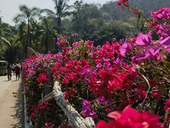 -西双版纳原始森林公园