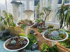 -深圳仙湖植物园