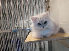 -1013 PET SHOP 宠物商店(近铁城市广场店)