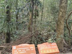 -滴水岩森林公园