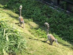 -广州动物园