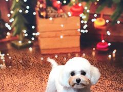 -Oh My Dog宠物沙龙(伊珊娜皮毛护理店)