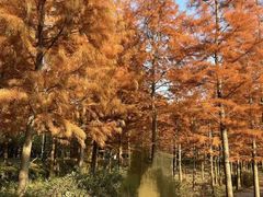 -昆山城市生态森林公园