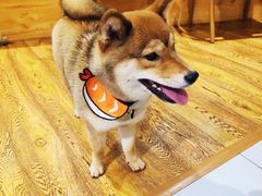 -柴务处·柴犬主题狗咖