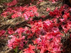 -木兰云雾山