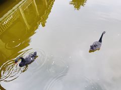 -成都南湖公园