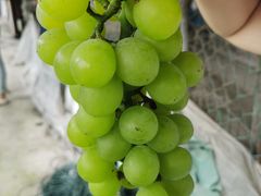 -马陆小张葡萄园农家乐