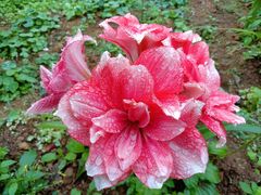 -南宁良凤江国家森林公园