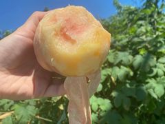 -老袁家蜜桃农场·阳山水蜜桃
