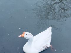 -鹅湖玫瑰文化园