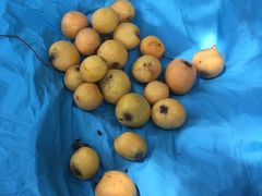 -塘栖枇杷特色园区