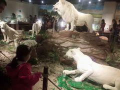 -陕西自然博物馆